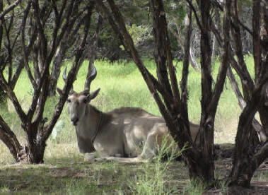 Eland Antelope