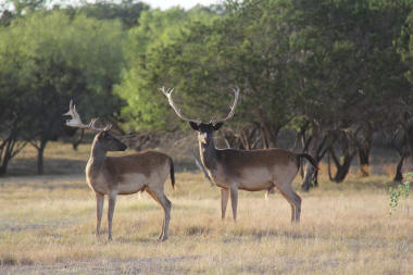 Fallow Deer