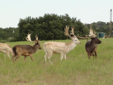 Fallow Deer Mix