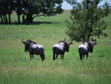 Wildebeest