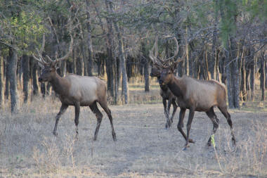 Large Elk