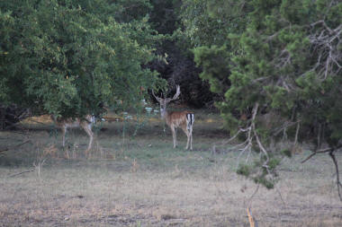 Fallow Deer