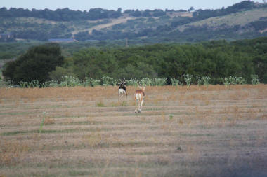 Blackbuck Antelope