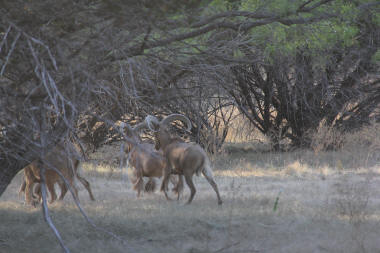 Aoudad