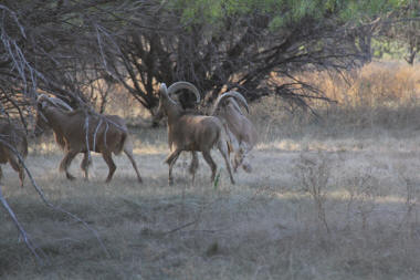 Aoudad 