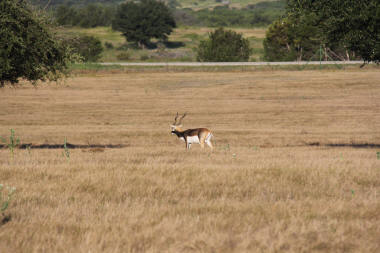 Blackbuck Antelope