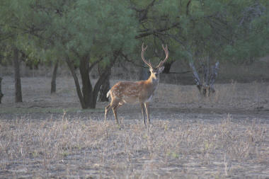 Sika Bull Deer