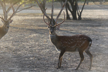 Sika Deer