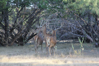 Red Deer Stag