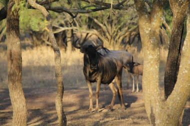 Wildebeast Bull