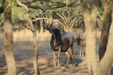 Wildebeast Bull