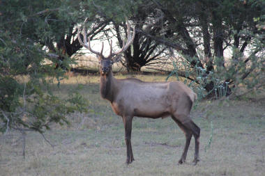 Large Elk Bull