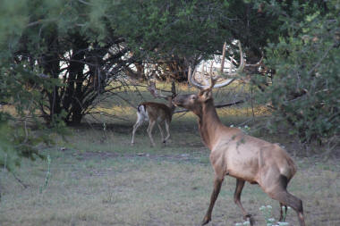 Fallow Deer Elk bull