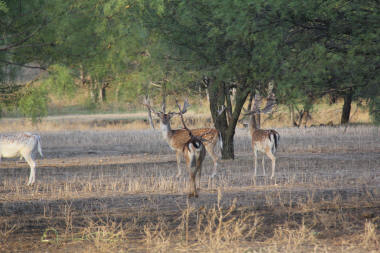 Fallow Deer