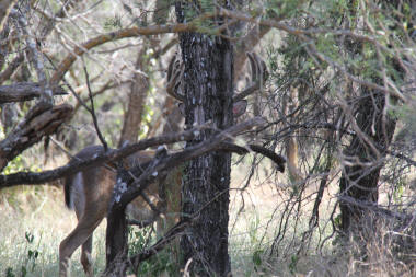 Hiding Buck