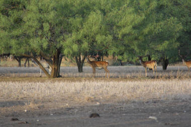 Sika Deer