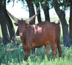 Ankole-Watusi (cattle)