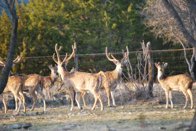 Axis Deer Herd