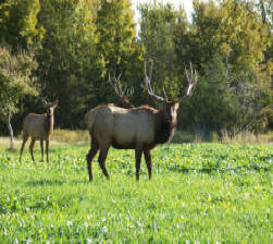 Large Elk