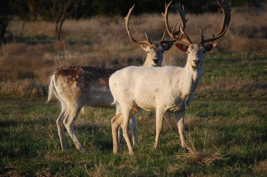 Spotted Fallow & White Fallow