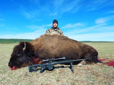 American Bison