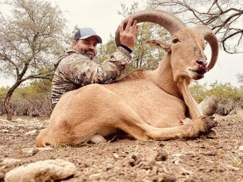 Aoudad Ram