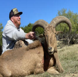 Aoudad Ram