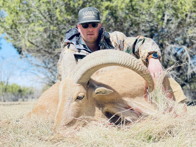 Aoudad