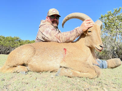 Aoudad