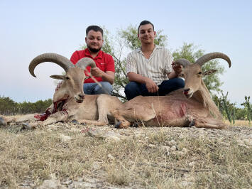 Aoudad Ram