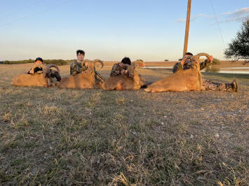 Aoudad