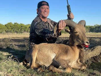 Aoudad