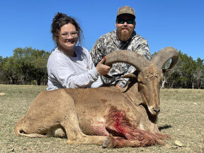 Aoudad