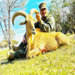 Aoudad Ram