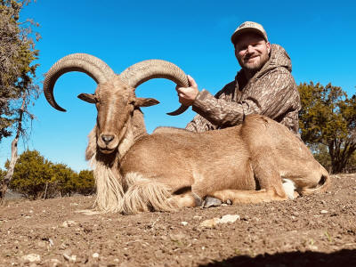 Aoudad 