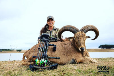 Aoudad