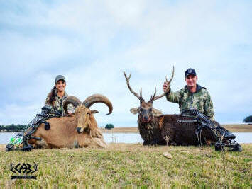 Aoudad Sika