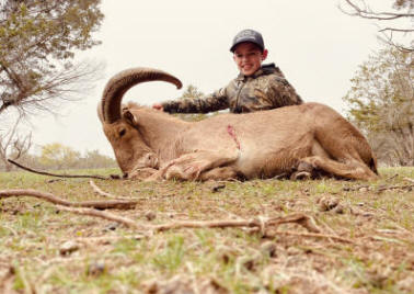 Aoudad