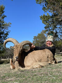 Aoudad