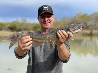 Channel Catfish