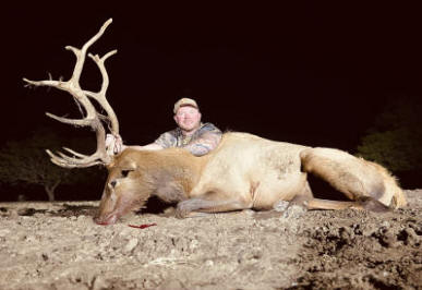 Large Elk Bull