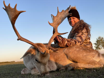 Large Fallow Buck Deer