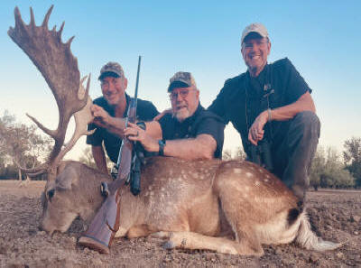 Large Fallow Buck Deer