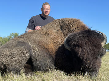 Large American Bison