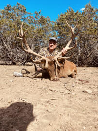 Red Deer Stag