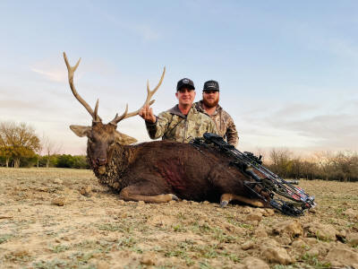 Red Deer Stag