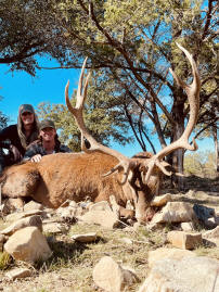 Red Deer Stag