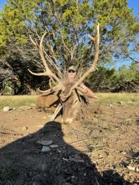 Red Deer Stag