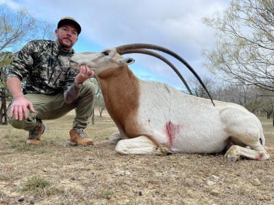 Scimitar Oryx