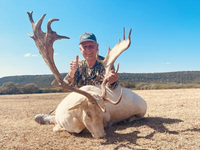 White Fallow Deer